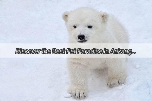 Discover the Best Pet Paradise in Ankang Your Ultimate Doggy Dream Destination